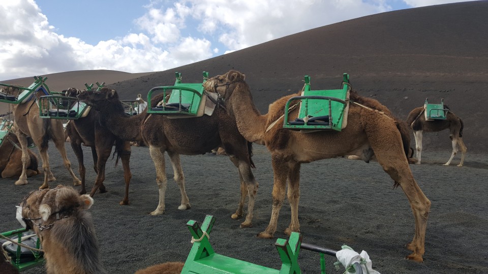 riding camels in Lanzarote