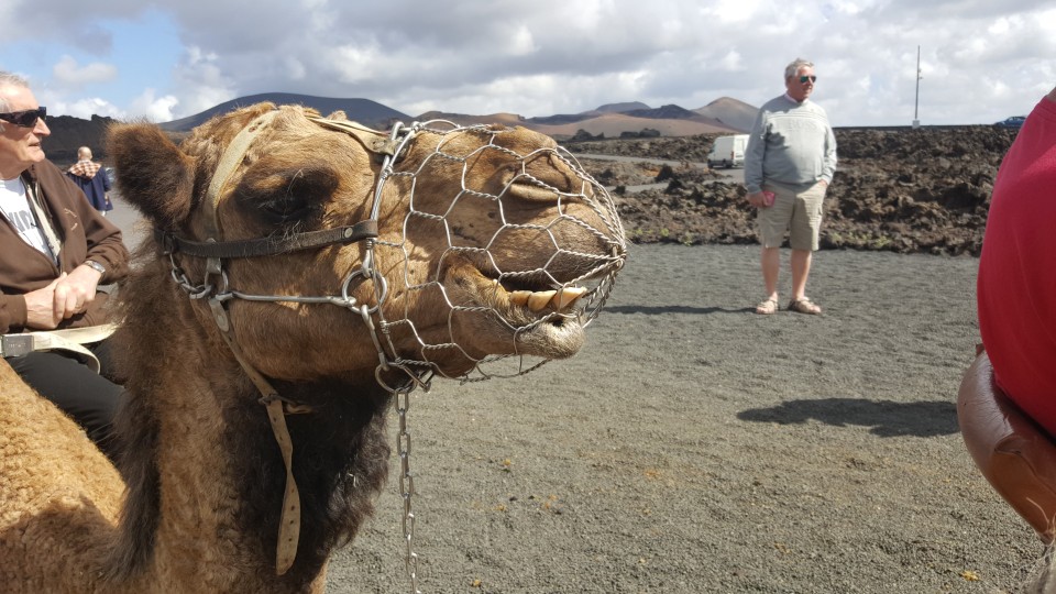 Lanzarote South Tour camel stop 